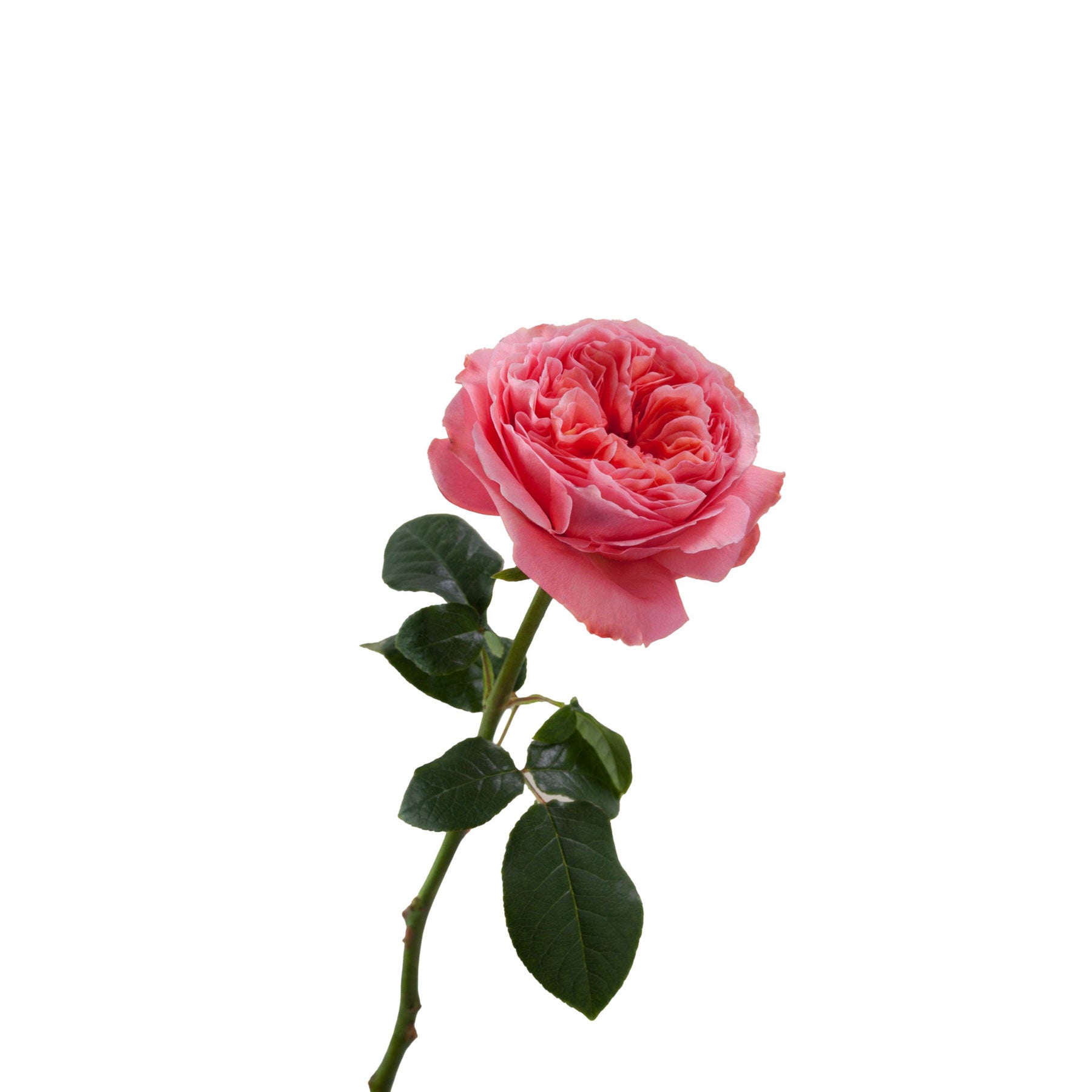 Pink X-pression Netherlands Florist Shrub Rose – Highgarden