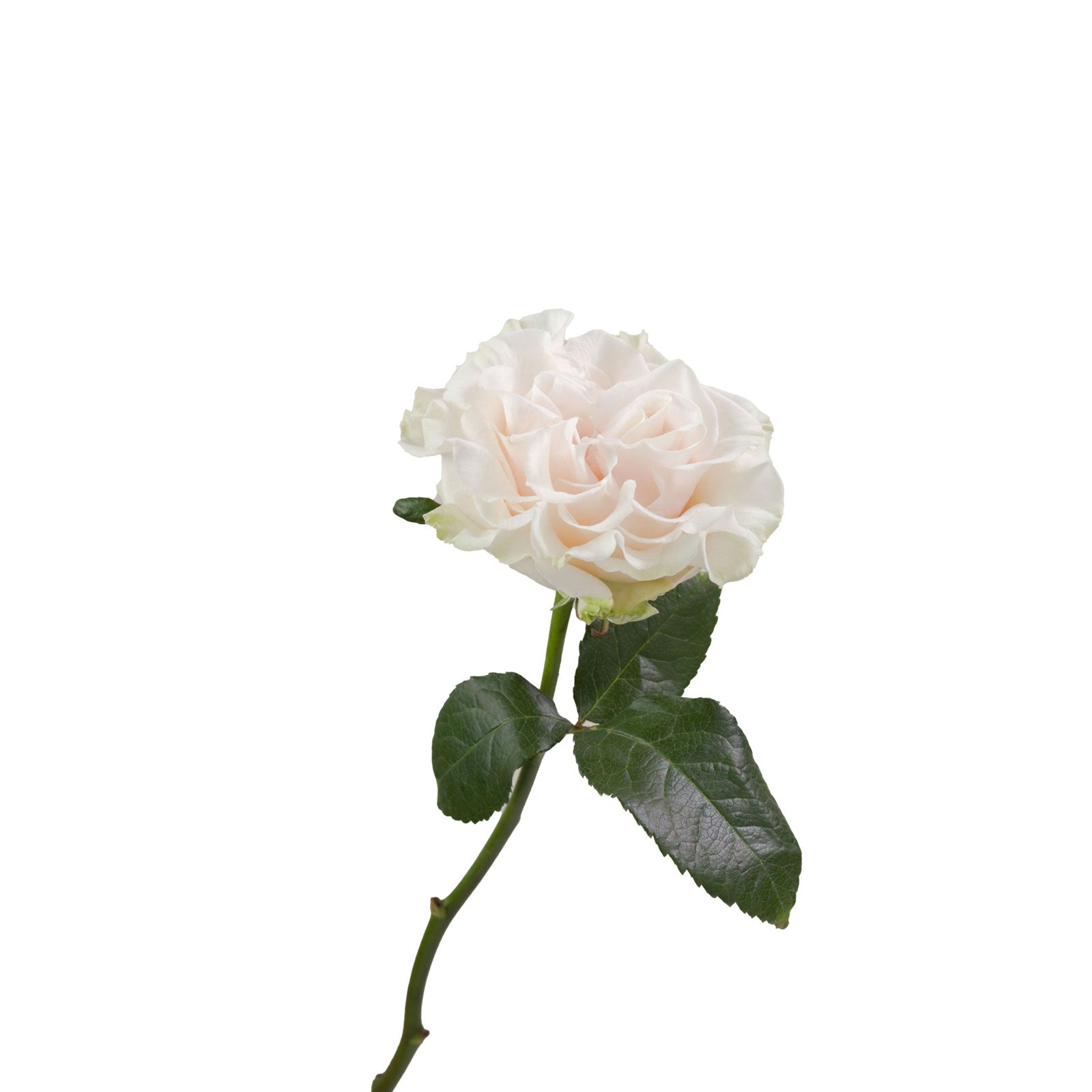 Cotton X-Pression – Daily Flower Market