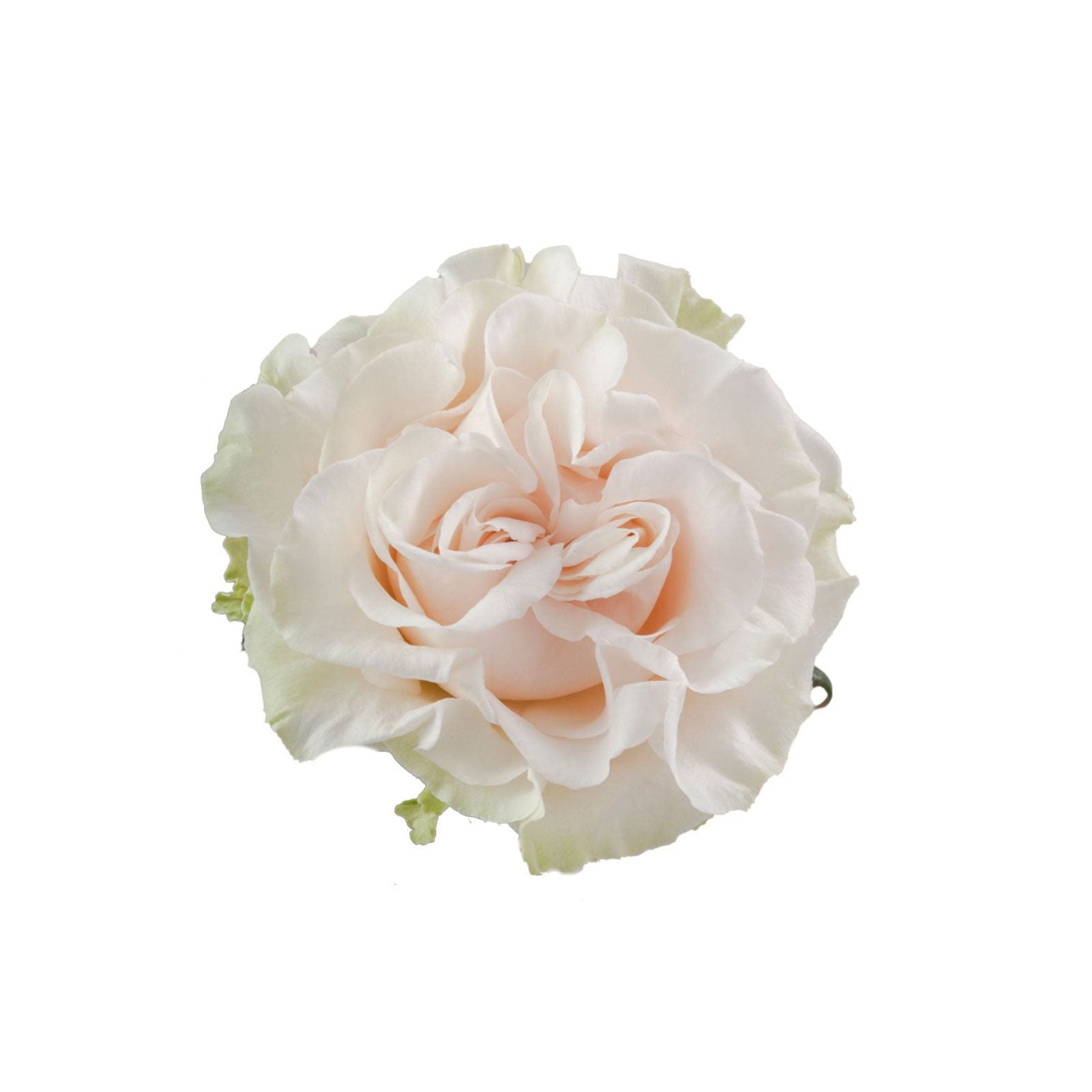 Rose Cotton X-Pression – Daily Flower Market