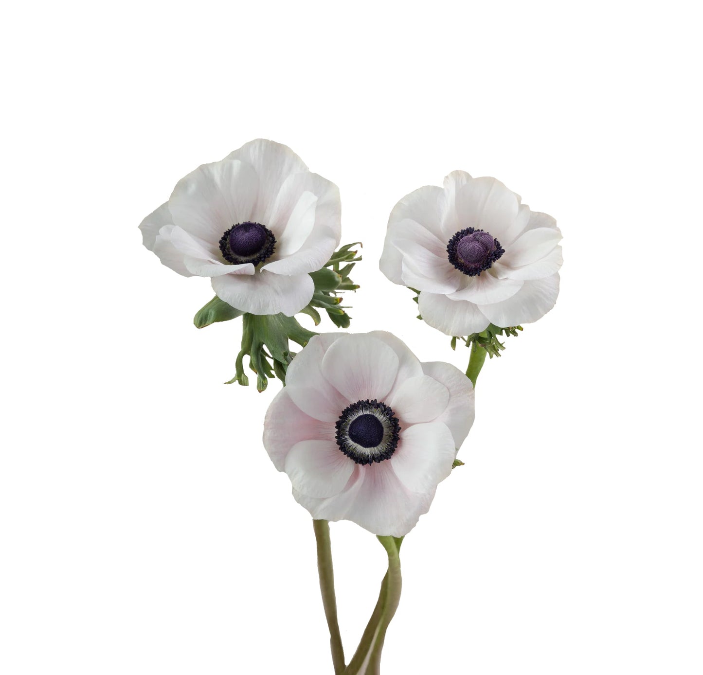 Anemones: Nature's Colorful Gems in the World of Premium Flowers