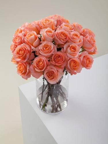 Coral Roses: The Energetic Bloom That Turns Heads!