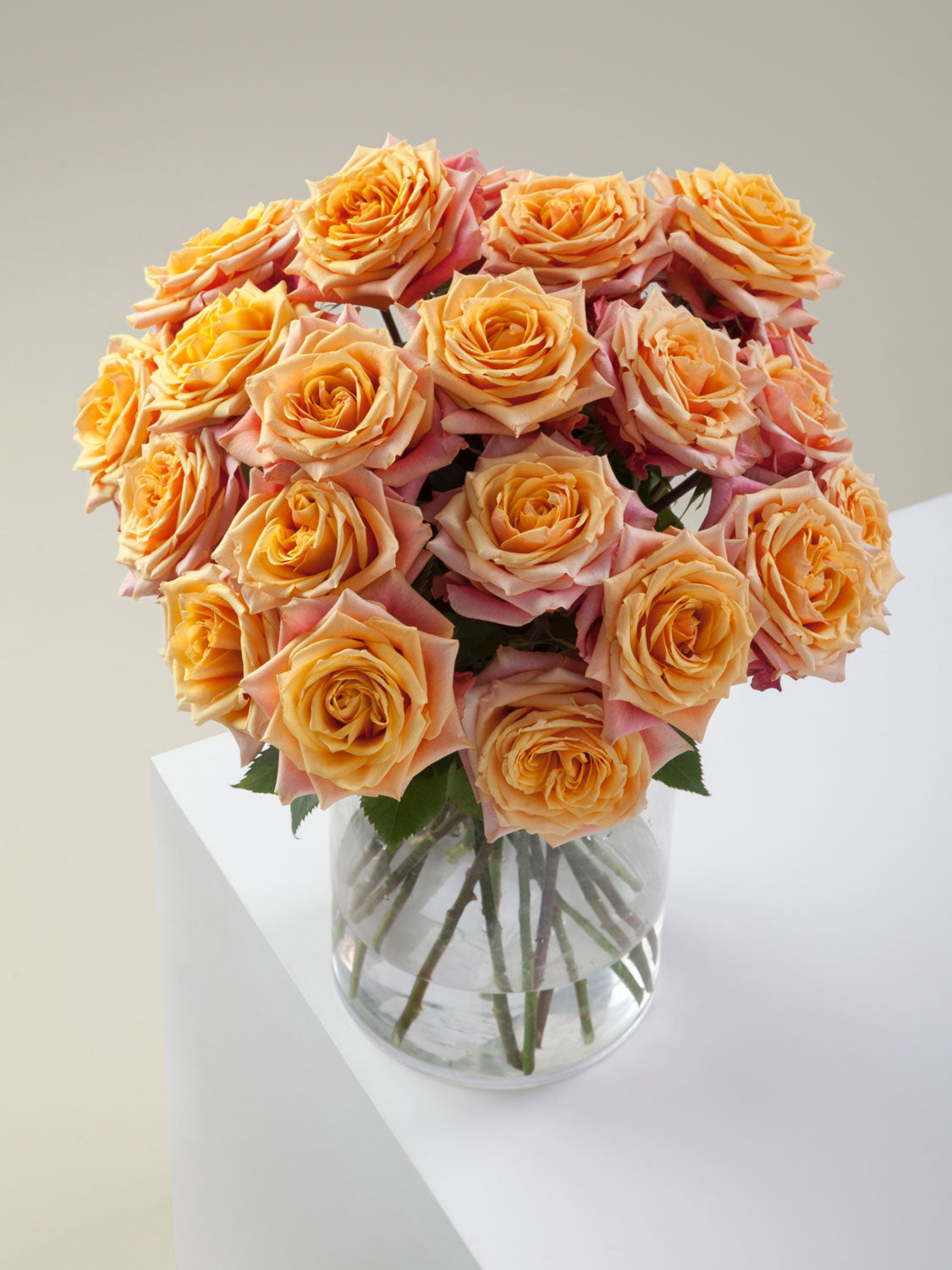 Bi-Colour Roses: The Two-Toned Beauty That Stands Out Everywhere!