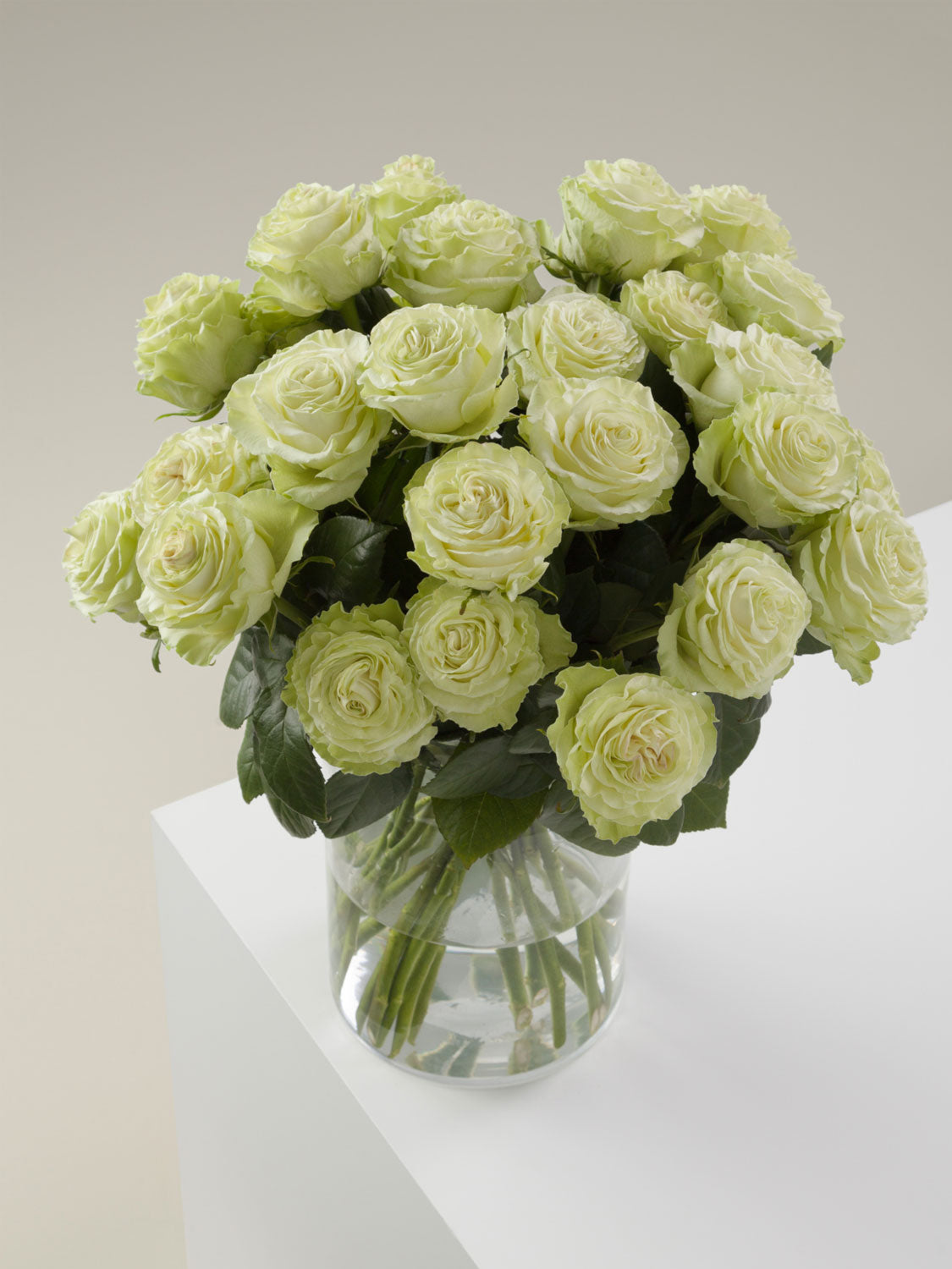 Green Roses: The Hidden Symbol of Fresh Starts and Growth!