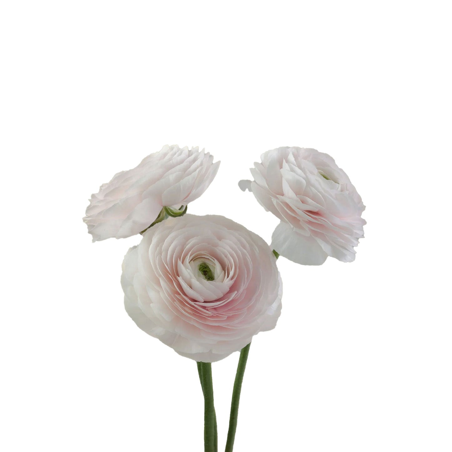 The Hidden Meanings of Ranunculus: What These Flowers Are Really Saying!