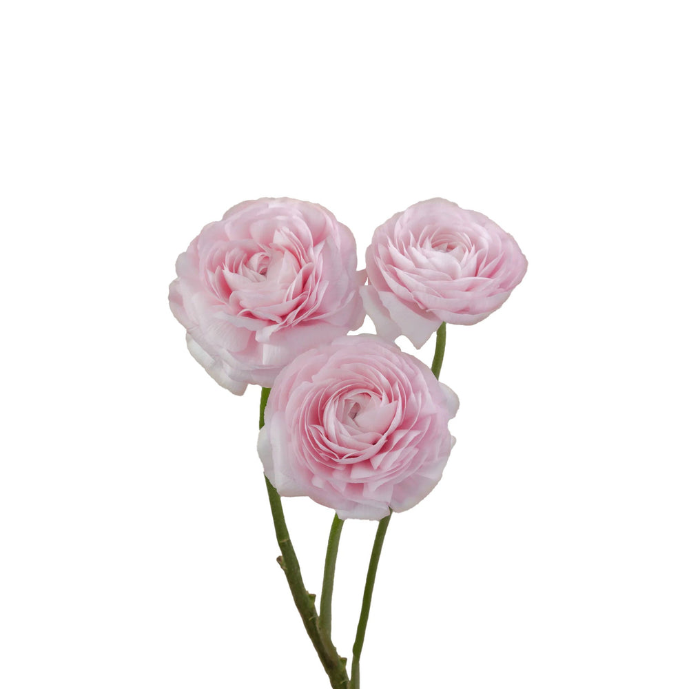 Uncover the Hidden History of Ranunculus: You Won't Believe Its Origins!