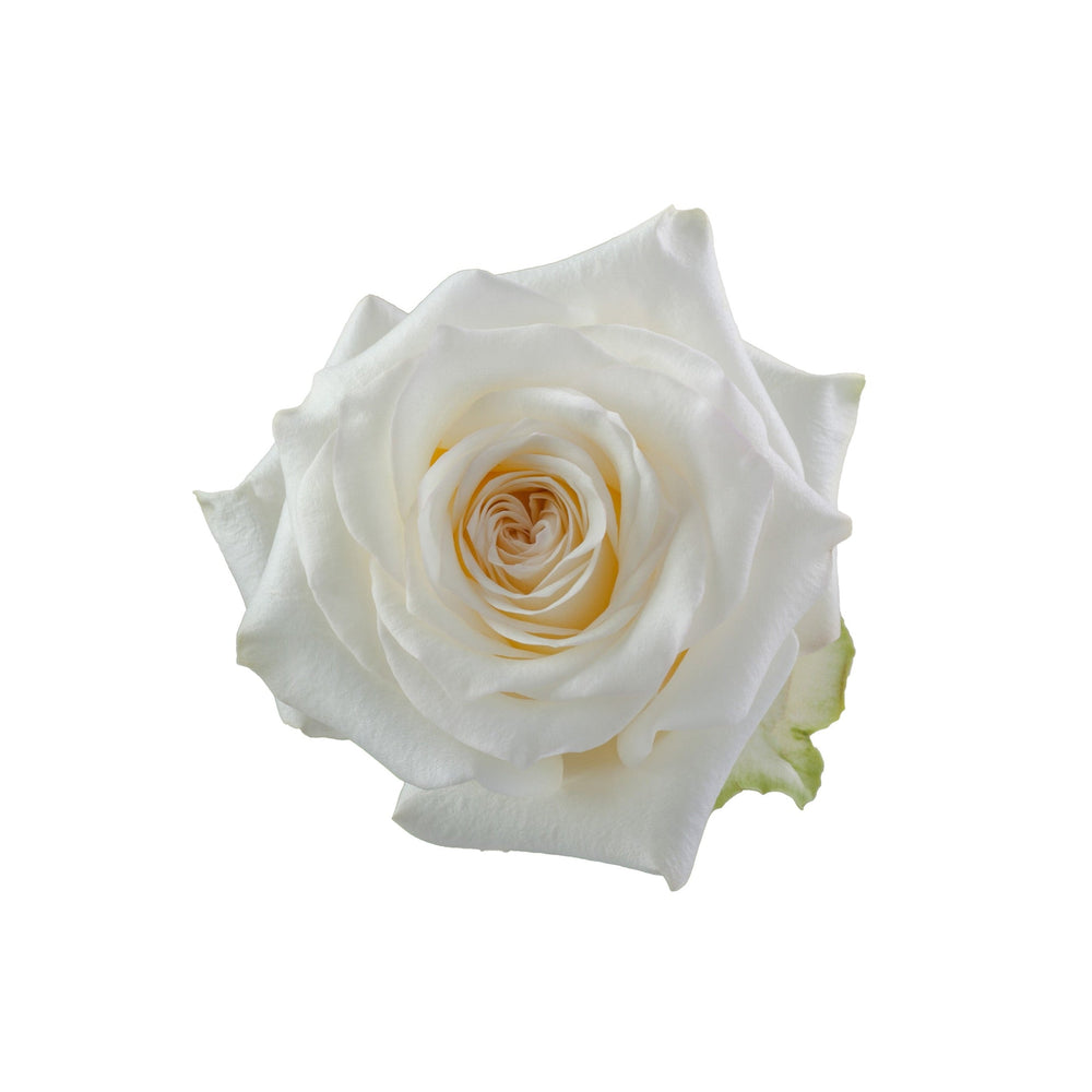 Candlelight Cream Rose