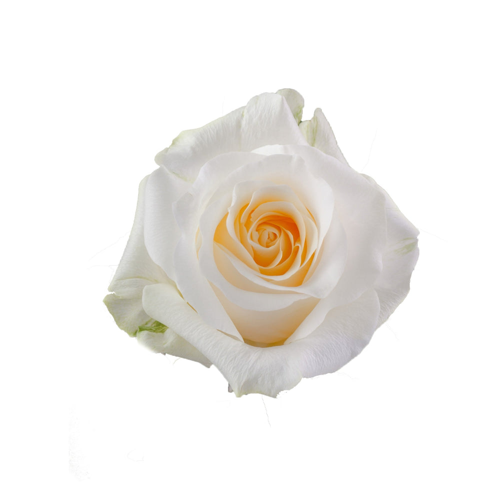 CREME DE LA CREME Cream Rose