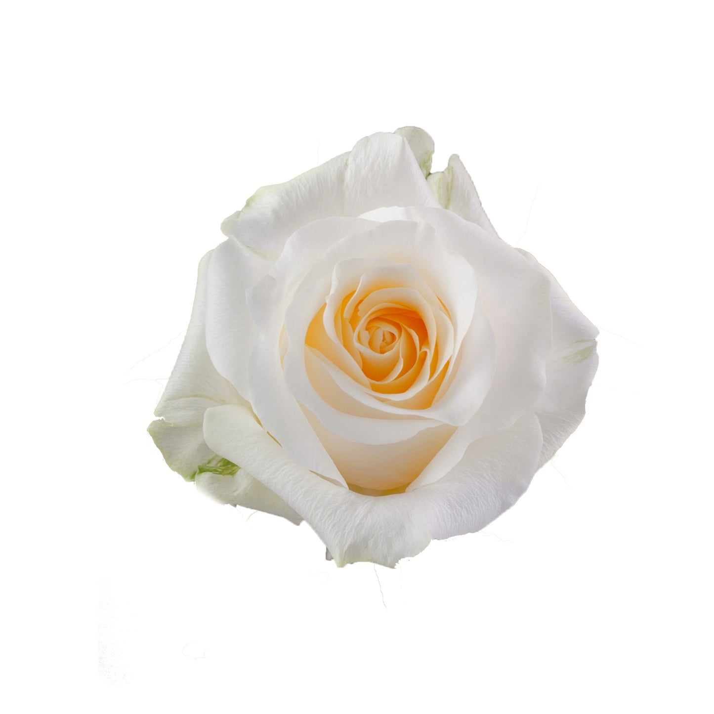 CREME DE LA CREME Cream Rose