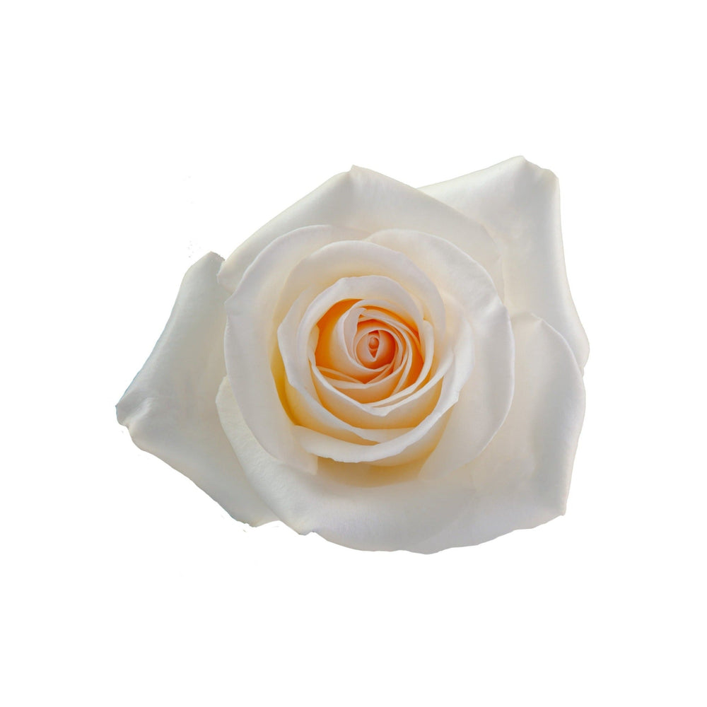 Crystal Cream Rose