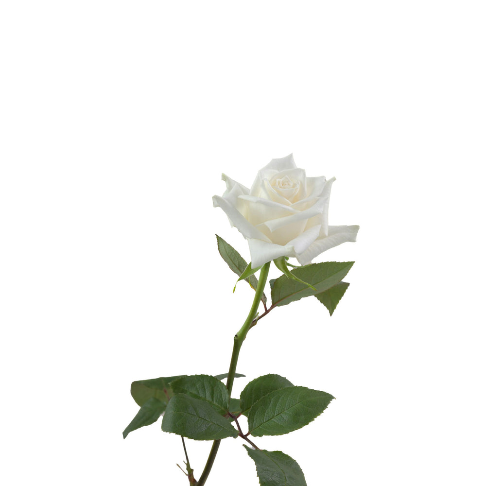 
                      
                        Ecuador White Rose Escimo
                      
                    