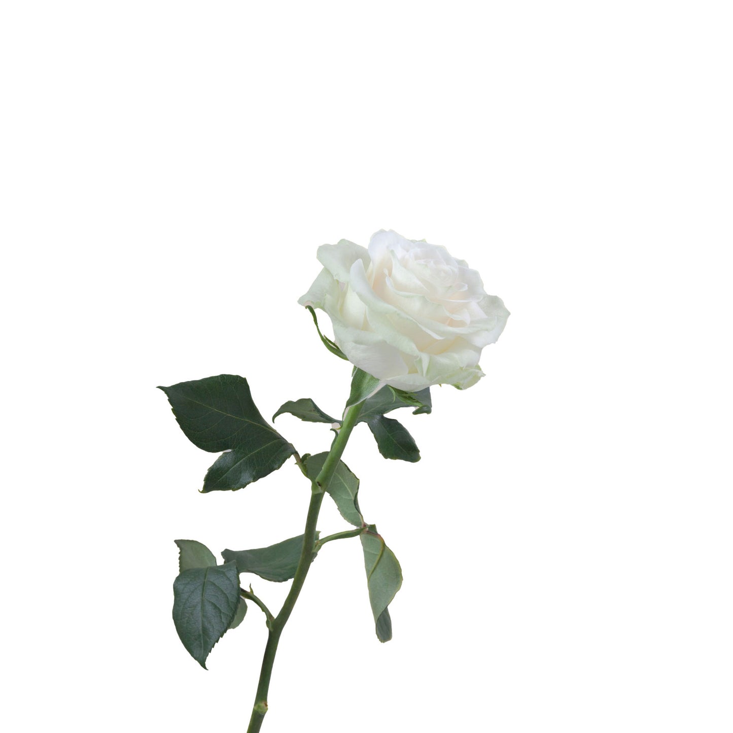 Ecuador White Rose Mondial