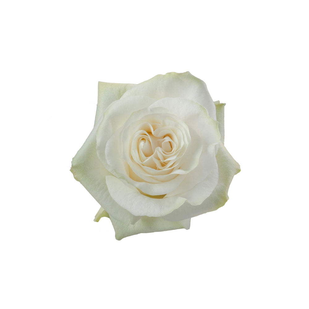 
                      
                        Moonstone Rose
                      
                    