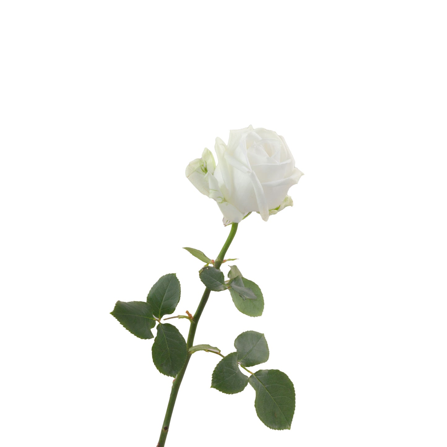 Ecuador White Rose Tundra