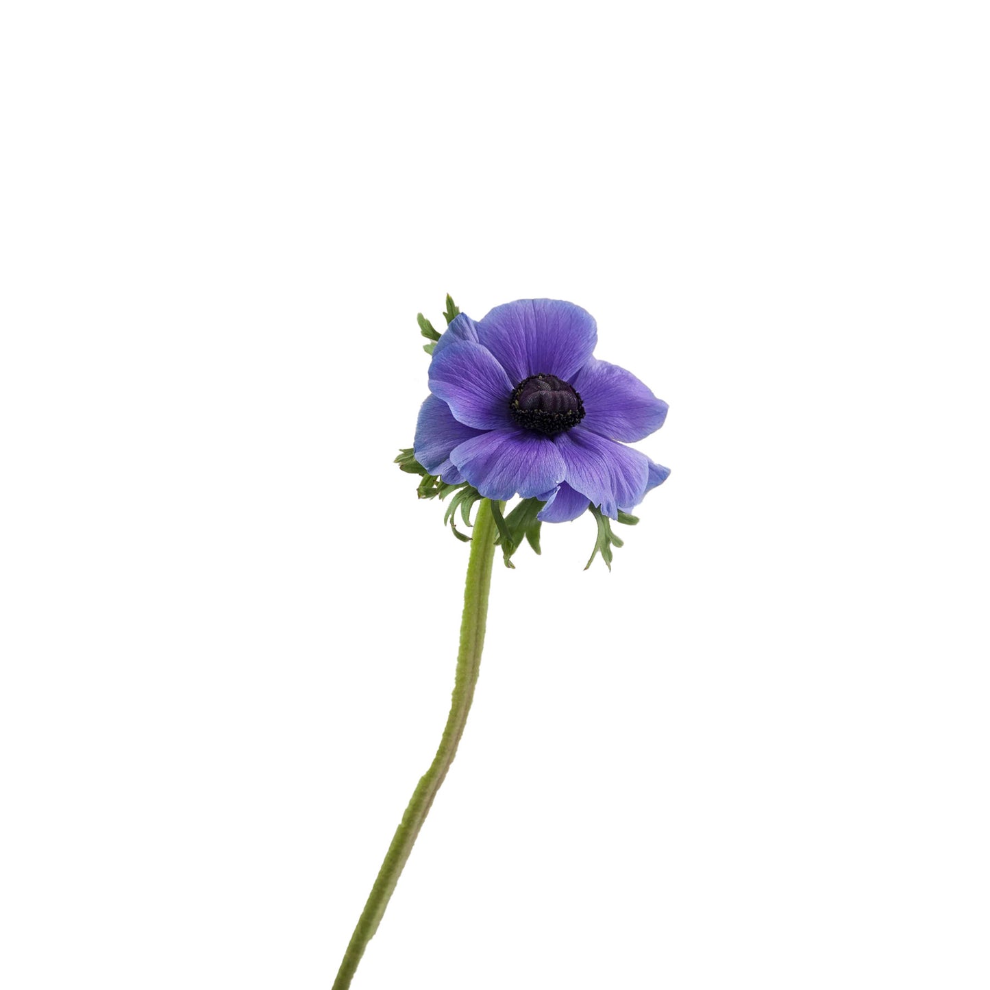 Ecuador Blue Anemone Side View