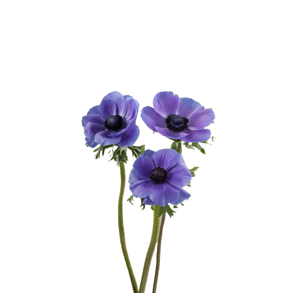 
                      
                        Ecuador Blue Windflower
                      
                    