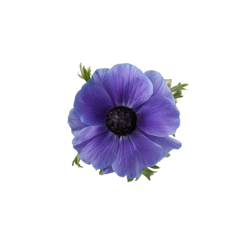 
                      
                        Mistral Blu Blue Anemones
                      
                    