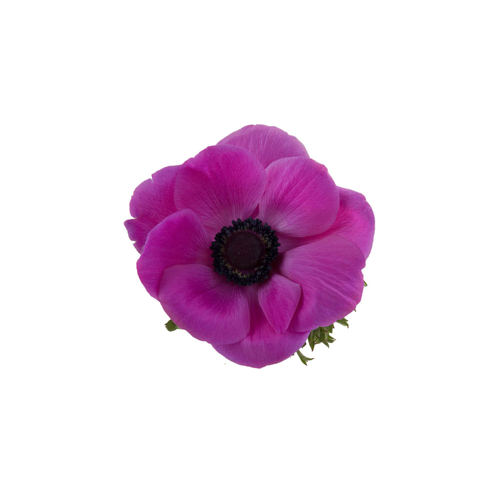 Anemones Mistral Fucsia