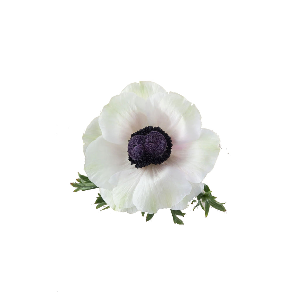 
                      
                        White Anemones Mistral Panda
                      
                    