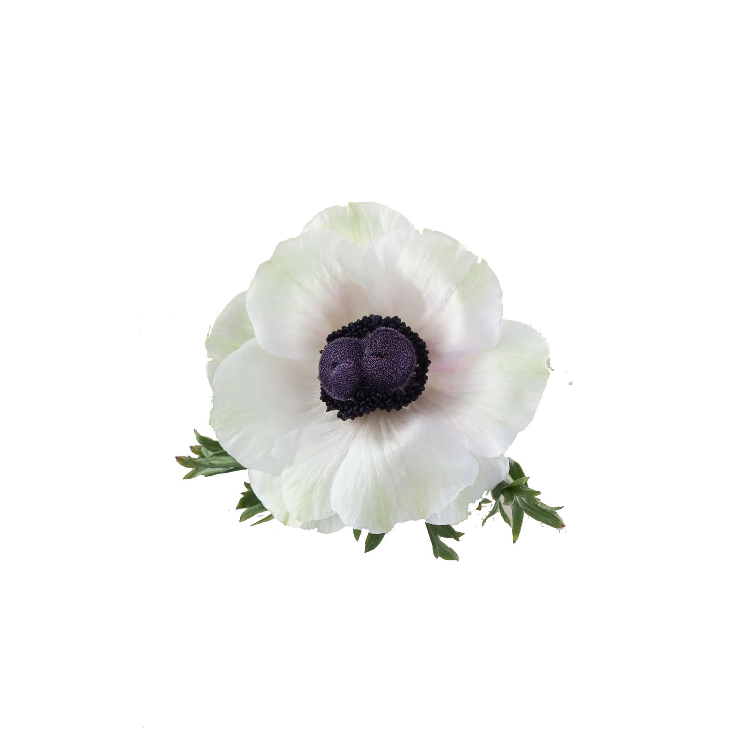 White Anemones Mistral Panda