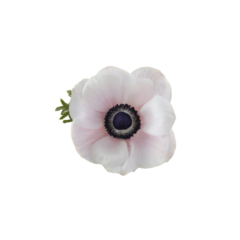 
                      
                        Pink Anemones Mistral Panda Blush
                      
                    