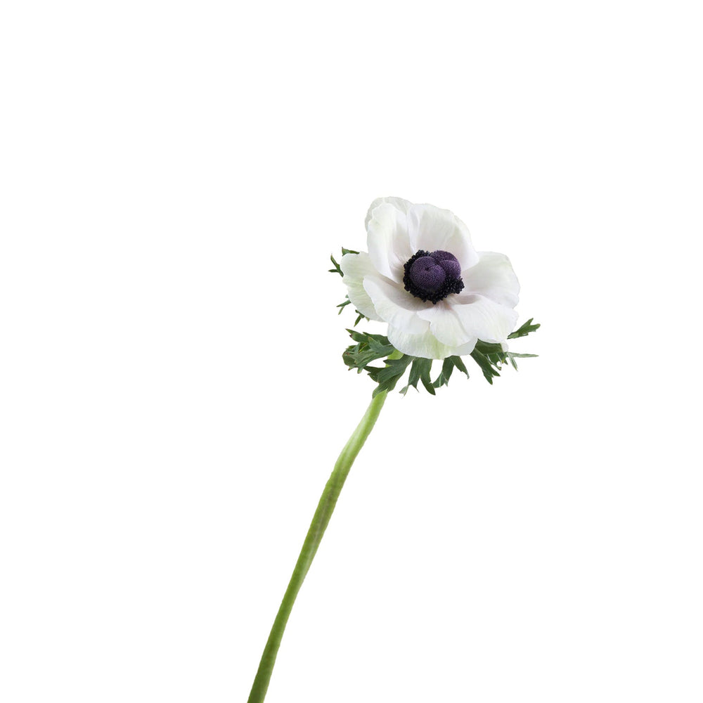 Ecuador White Anemones