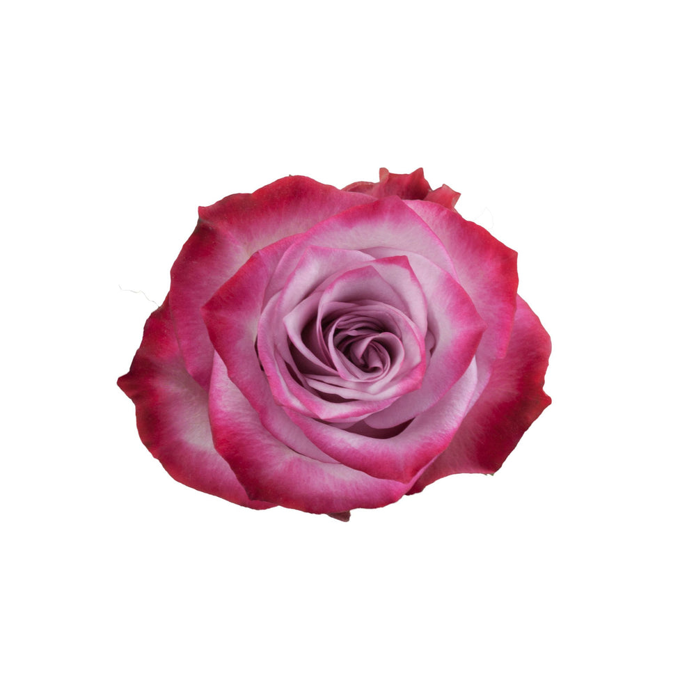 Ecuador Purple Rose Deep Purple