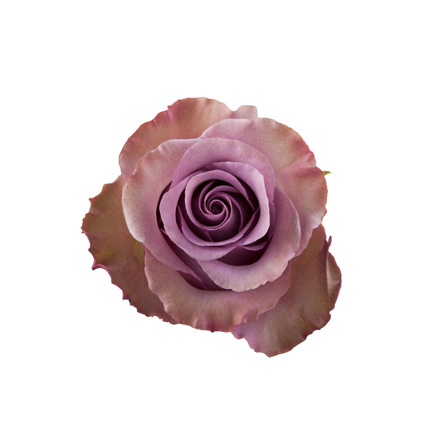 Ecuador Purple Rose Govinda Top View