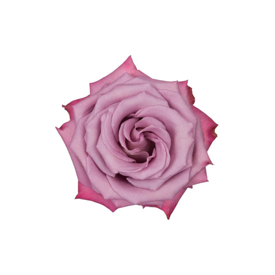 Purple Rose Moody Blues Top View