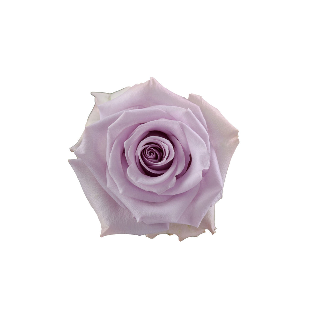 Purple Rose Ocean Song Top View