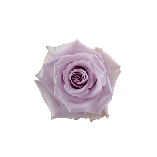 Purple Rose Ocean Song Top View