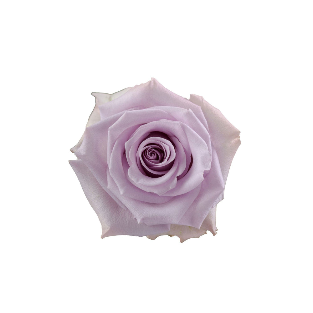 Purple Rose Ocean Song Top View