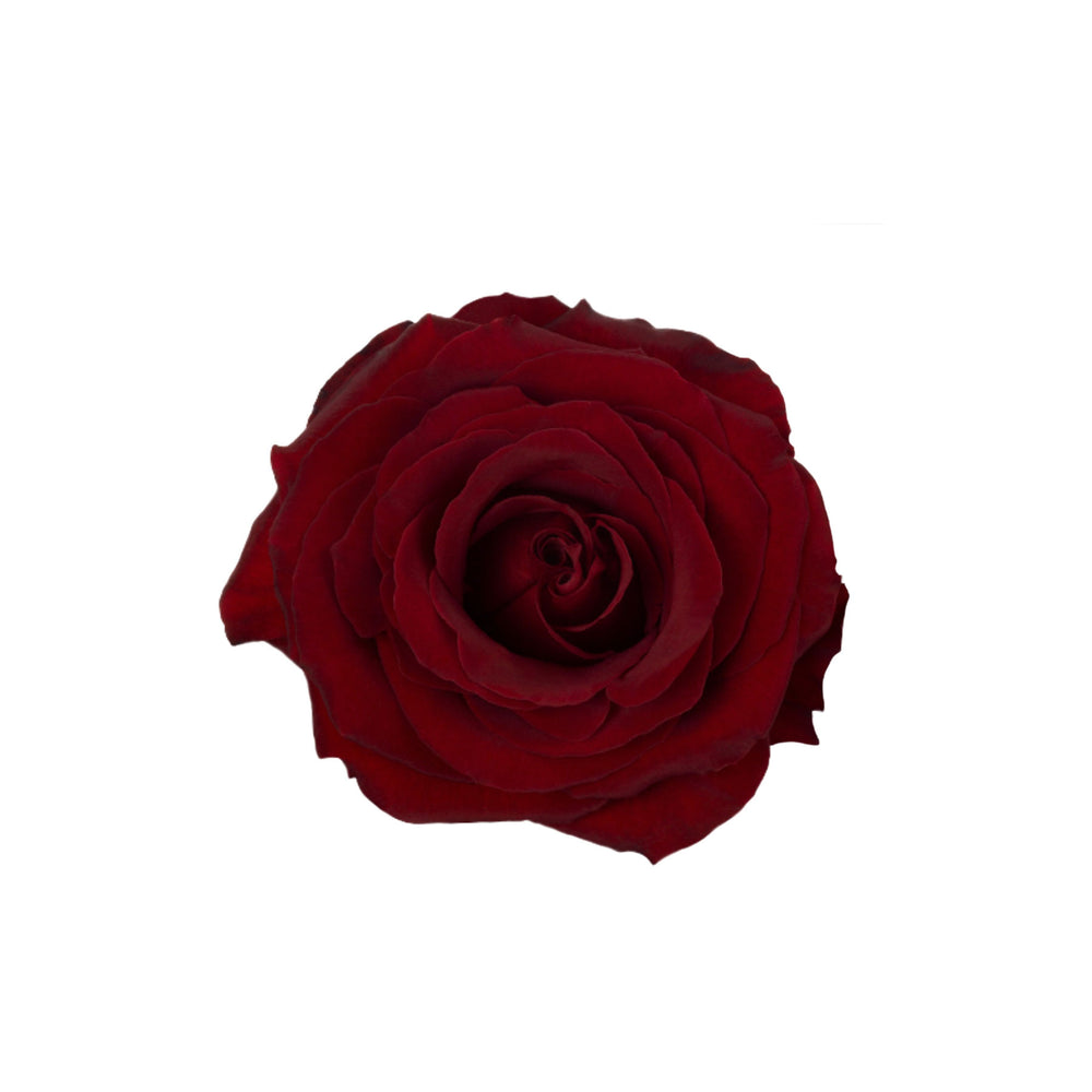 
                      
                        Dark Red Rose Black Pearl
                      
                    