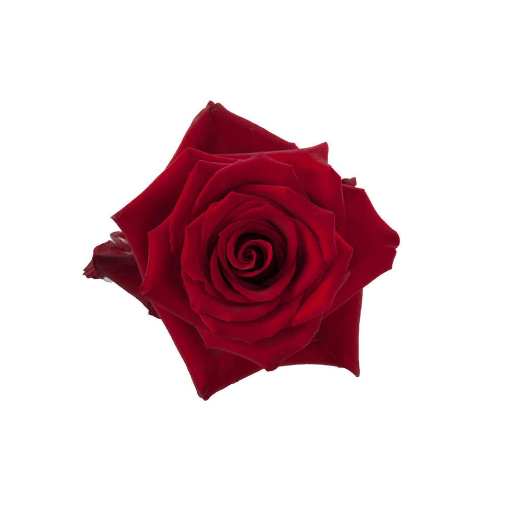 
                      
                        Ecuador Red Rose Explorer
                      
                    