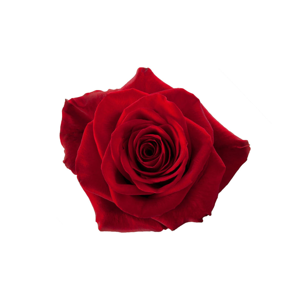 
                      
                        Ecuador Red Rose Freedom
                      
                    