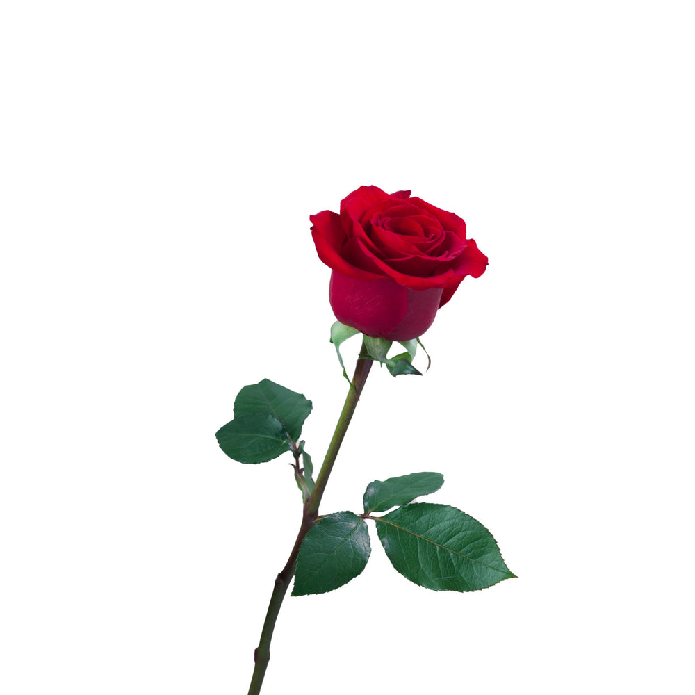 
                      
                        Premium Red Rose Redvolution
                      
                    