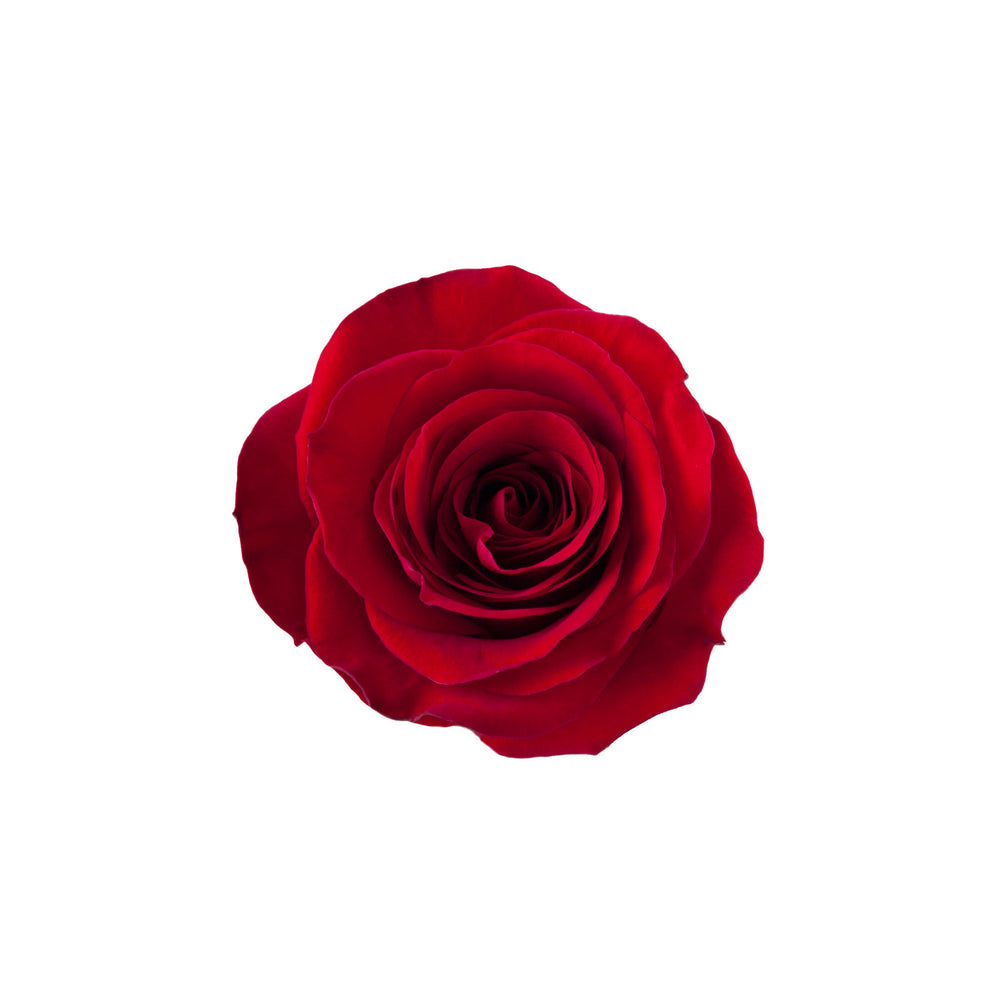 
                      
                        Ecuador Red Rose Redvolution
                      
                    