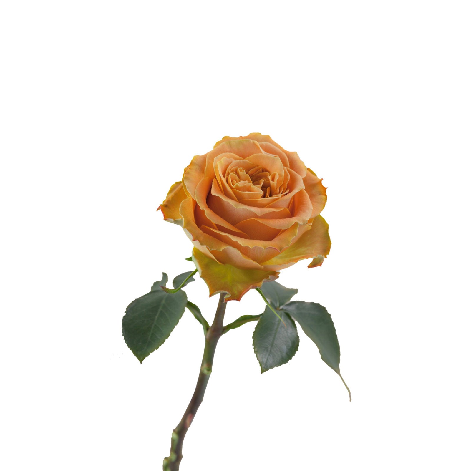Exclusive Roses (Ecuador) – Daily Flower Market Exclusive Roses (Ecuador) – Daily Flower Market