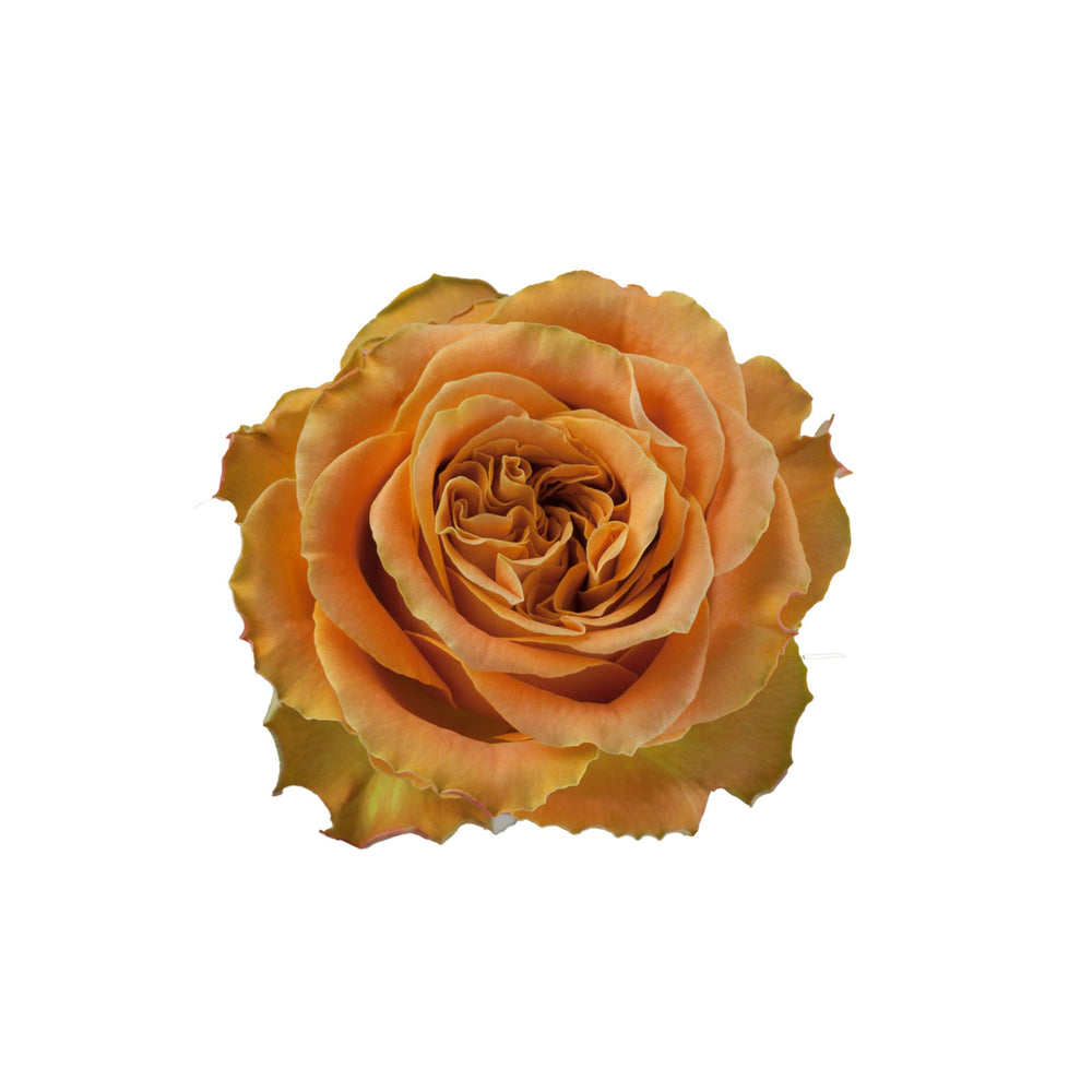 Ecuador Orange Rose Copper Kiss