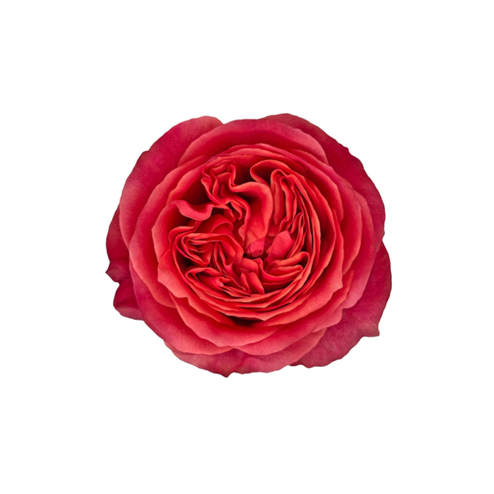 
                      
                        Ecuador Coral Garden Rose Free Spirit
                      
                    