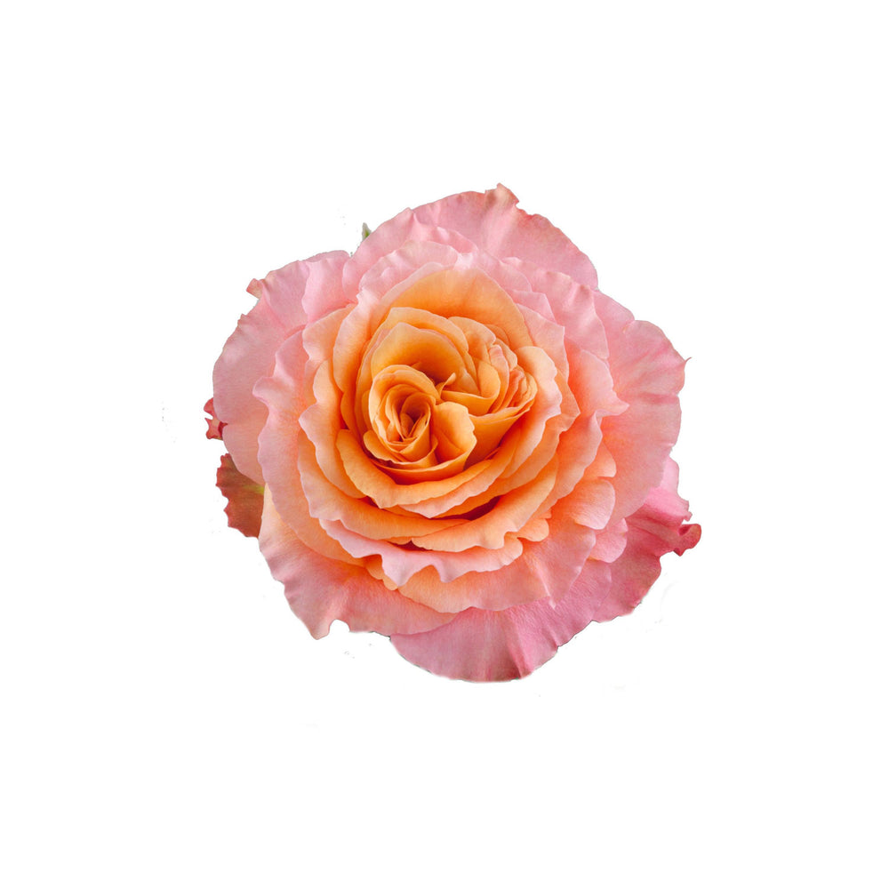 
                      
                        Ecuador Garden Rose Free Spirit
                      
                    