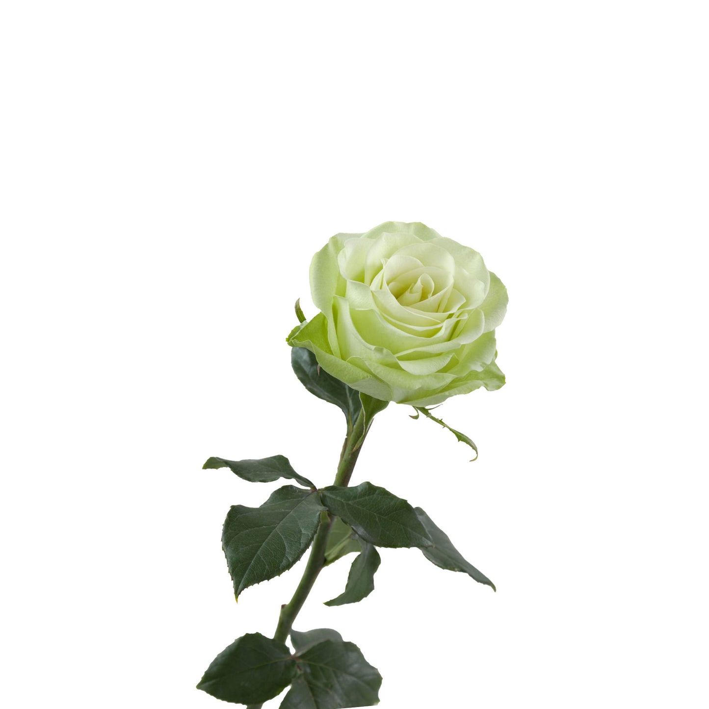 Green Romanace Rose