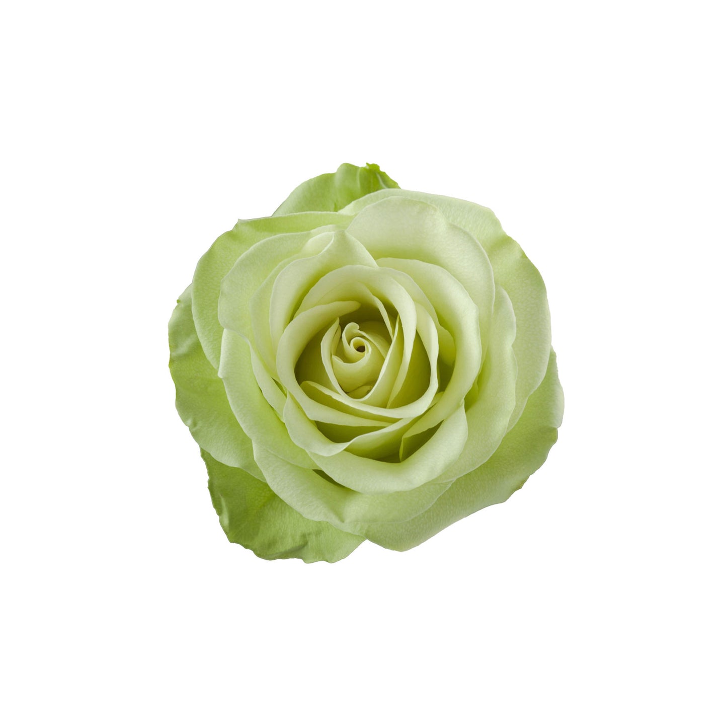 Ecuador Green Rose Green Romance