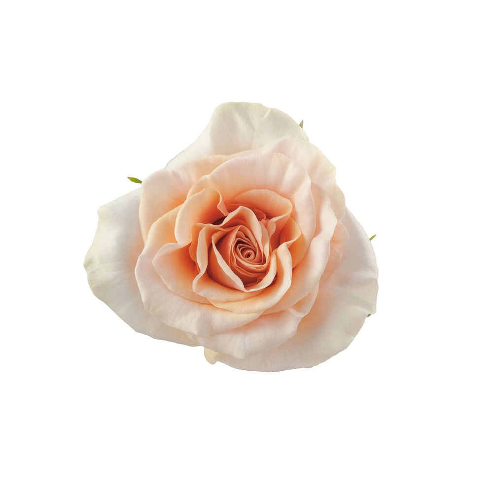 
                      
                        Ecuador Peach Garden Rose Phoenix
                      
                    