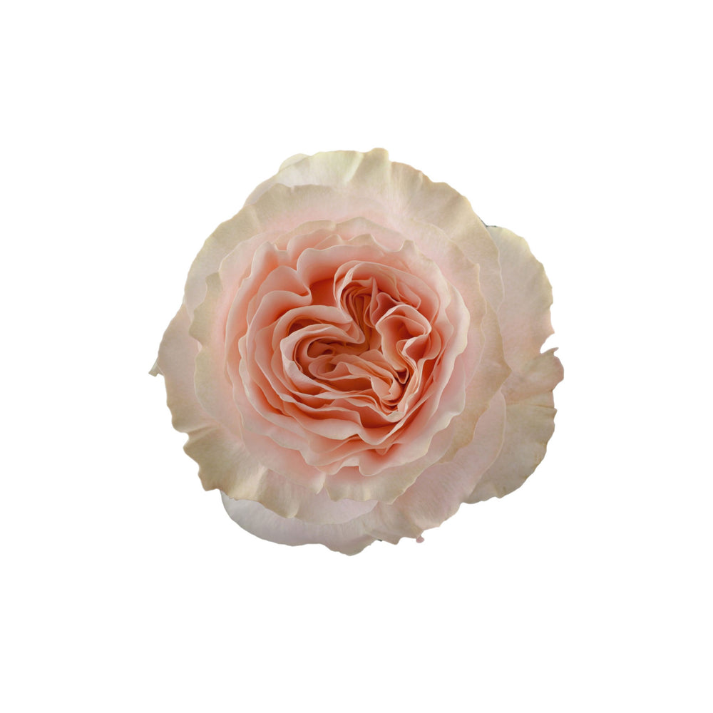 Ecuador Peach Garden Rose Princess Crown