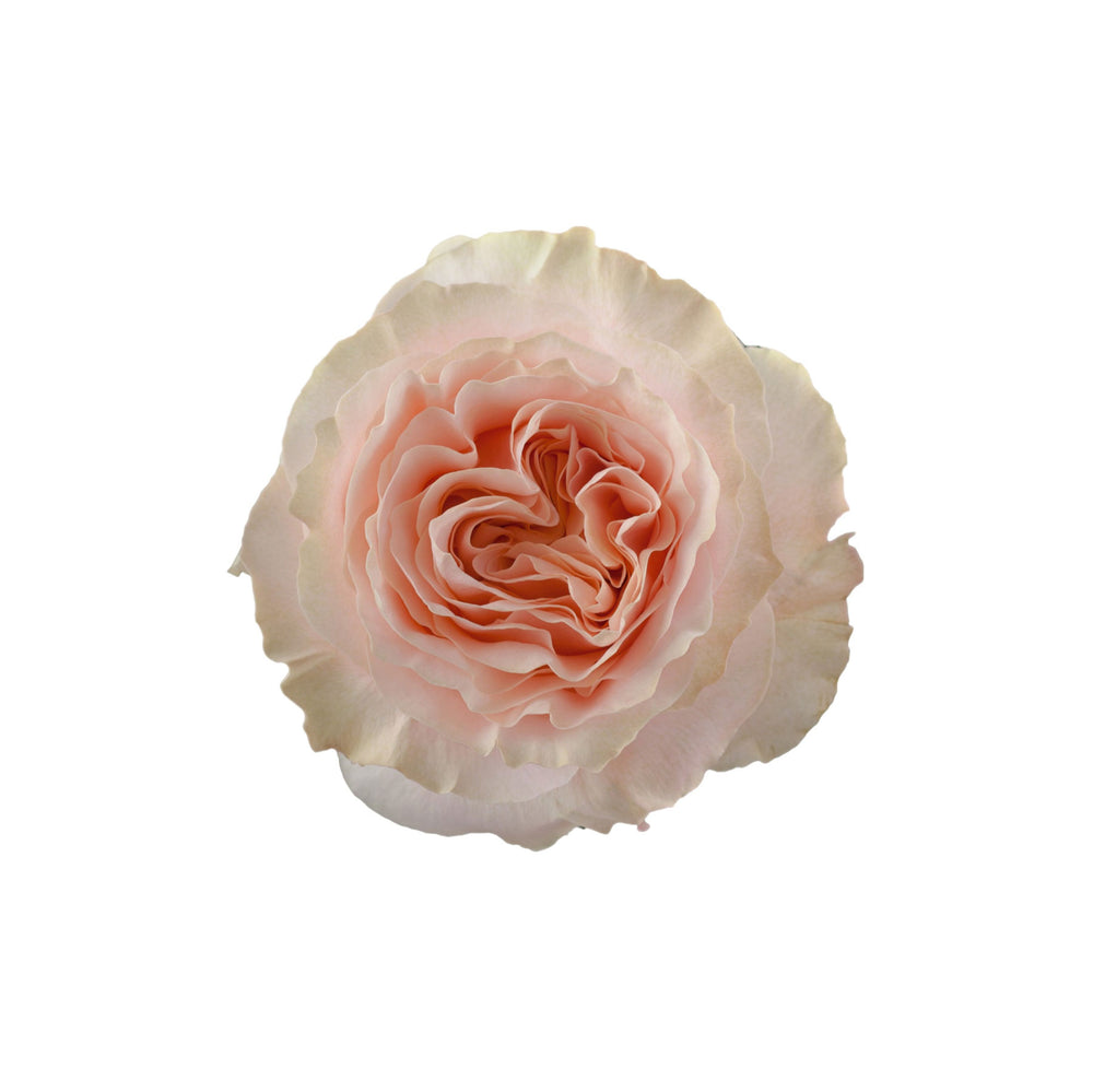 Ecuador Peach Garden Rose Princess Crown