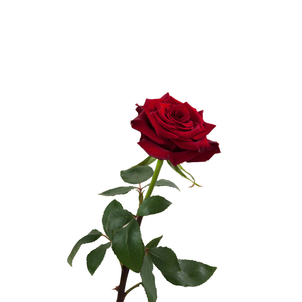 
                      
                        Premium Red Rose
                      
                    