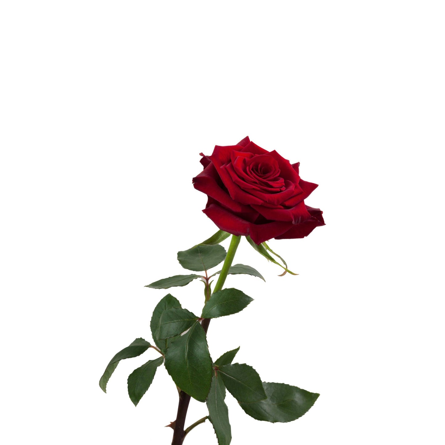 Premium Red Rose