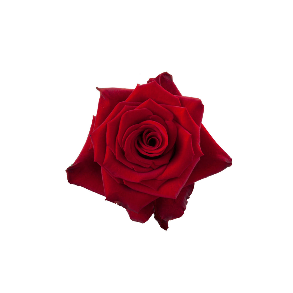 
                      
                        Ecuador Red Rose Red Paris
                      
                    