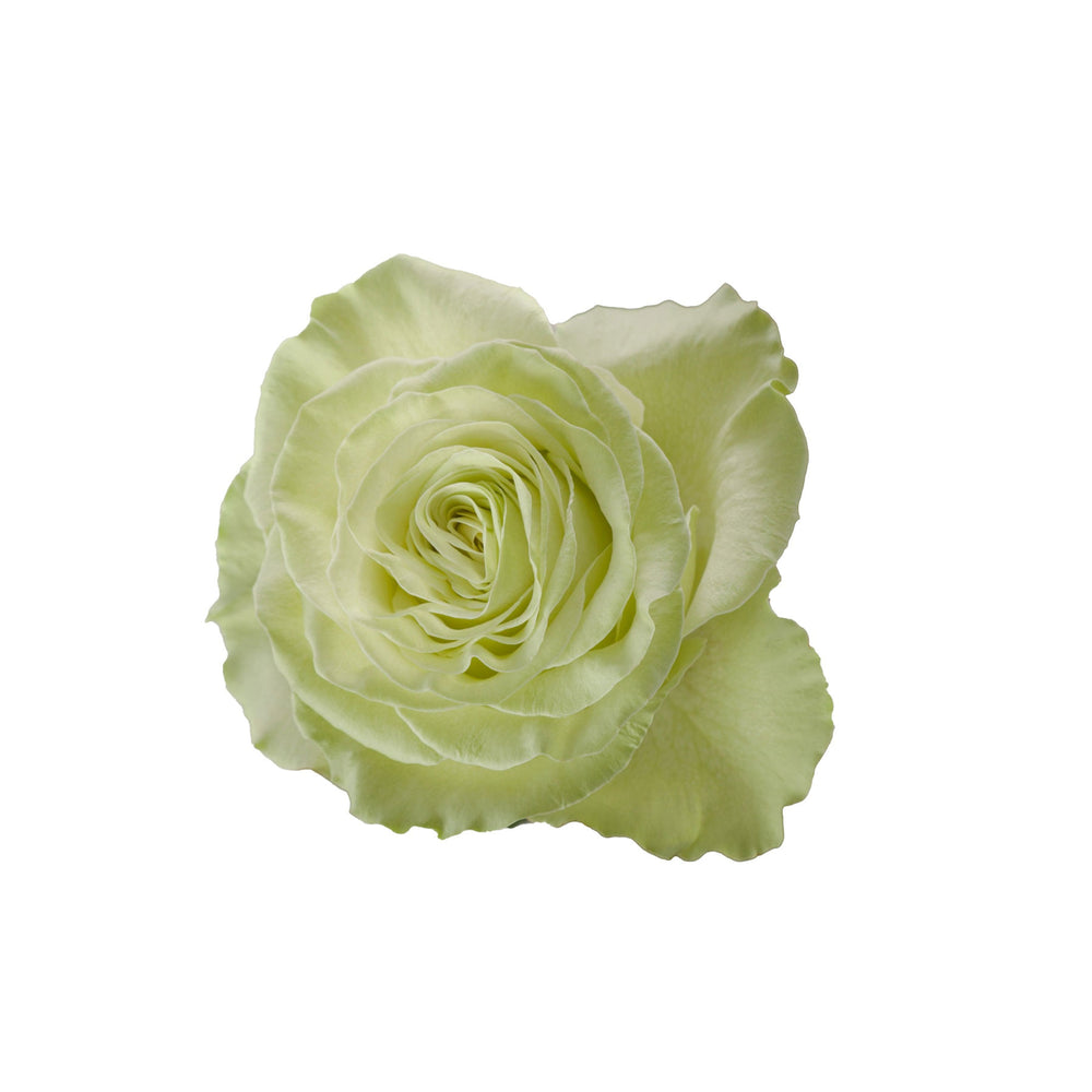 Ecuador Green Garden Rose Wasabi