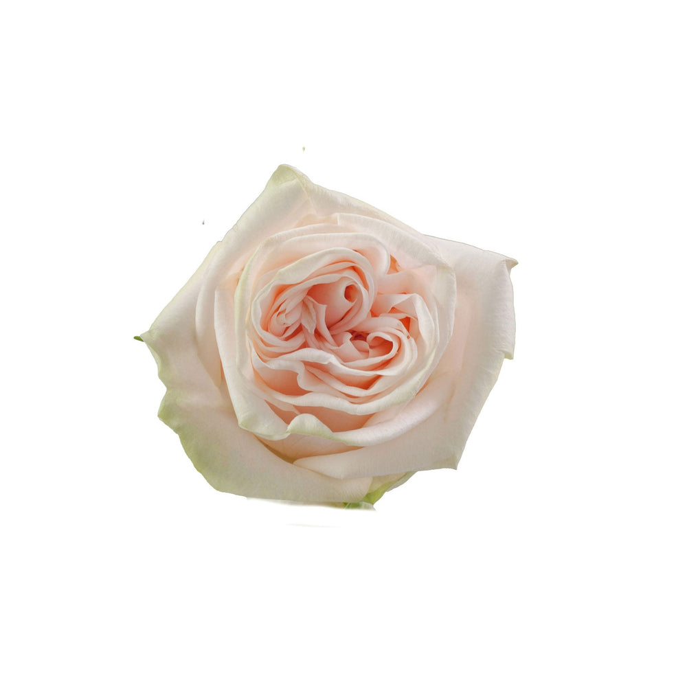 
                      
                        Ecuador Peach Rose Wedding Spirit Top View
                      
                    